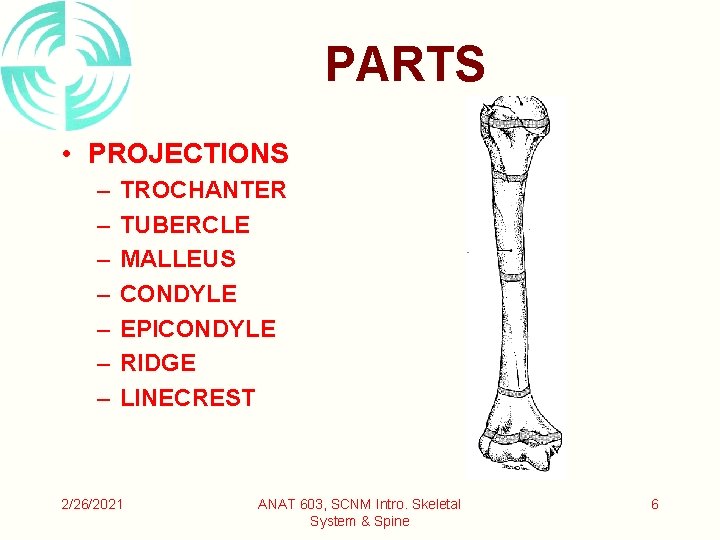 PARTS • PROJECTIONS – – – – TROCHANTER TUBERCLE MALLEUS CONDYLE EPICONDYLE RIDGE LINECREST