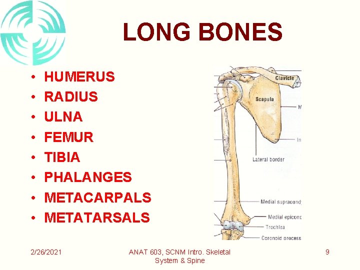 LONG BONES • • HUMERUS RADIUS ULNA FEMUR TIBIA PHALANGES METACARPALS METATARSALS 2/26/2021 ANAT