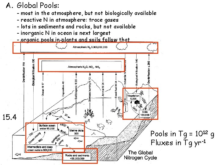 Nutrient Cycling 1 The nitrogen cycle I Introduction
