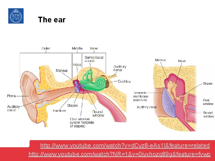 The ear http: //www. youtube. com/watch? v=d. Cyz 8 -e. As 1 I&feature=related http: