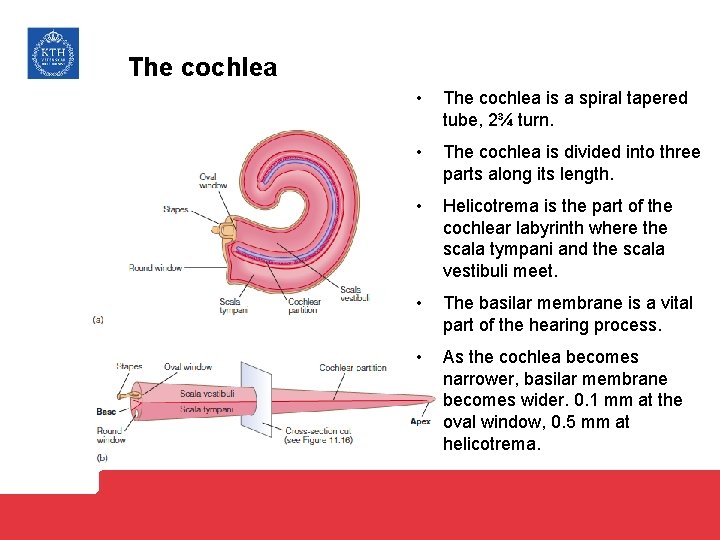 The cochlea • The cochlea is a spiral tapered tube, 2¾ turn. • The