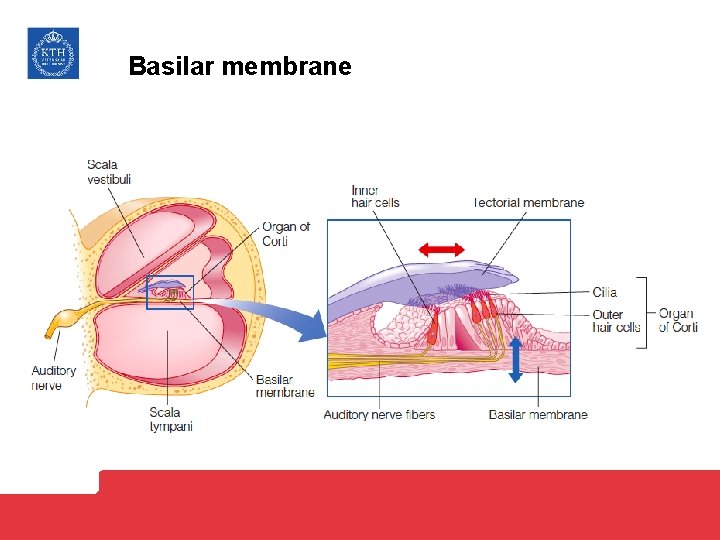 Basilar membrane 