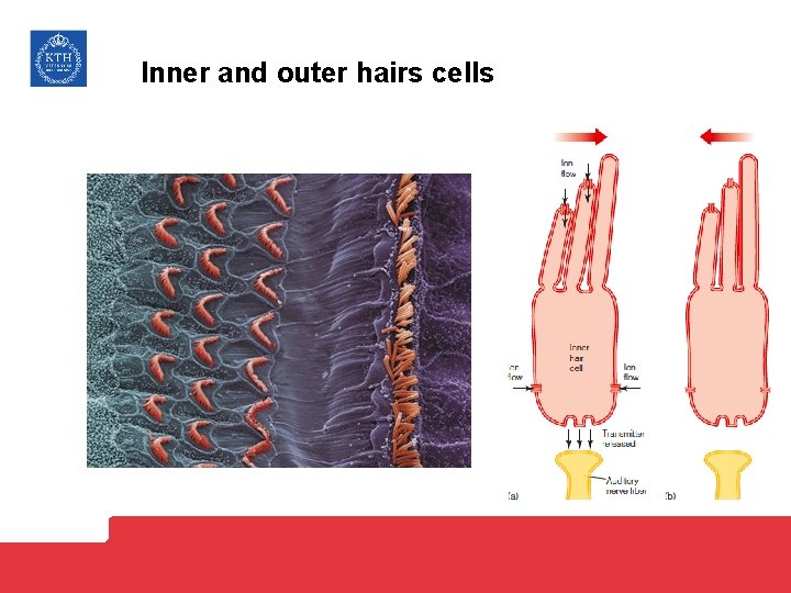 Inner and outer hairs cells 