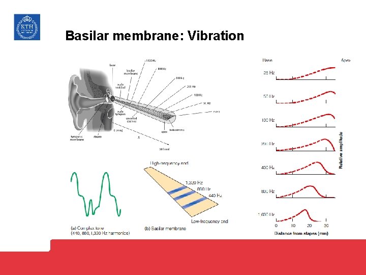 Basilar membrane: Vibration 