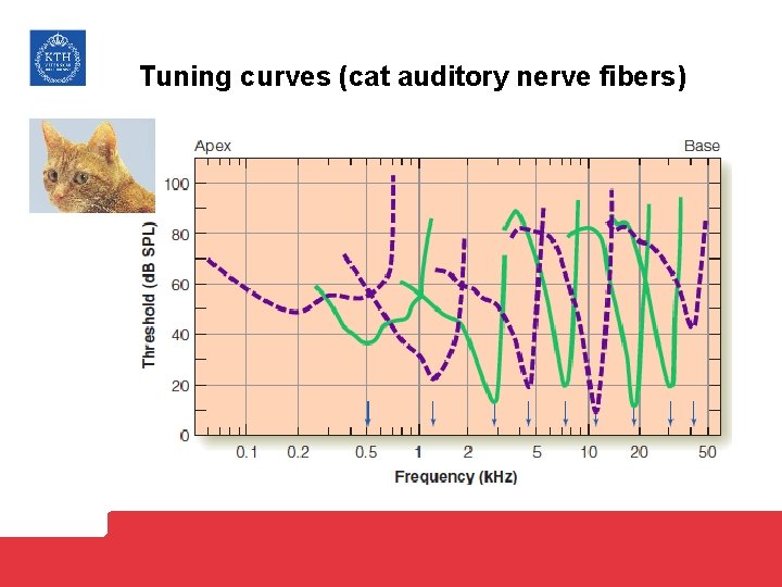 Tuning curves (cat auditory nerve fibers) 