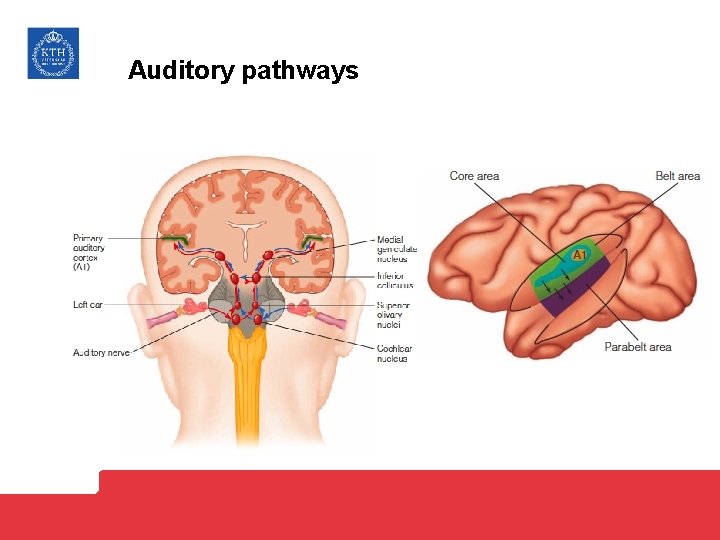 Auditory pathways 