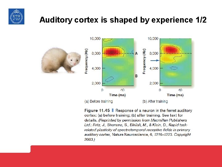 Auditory cortex is shaped by experience 1/2 