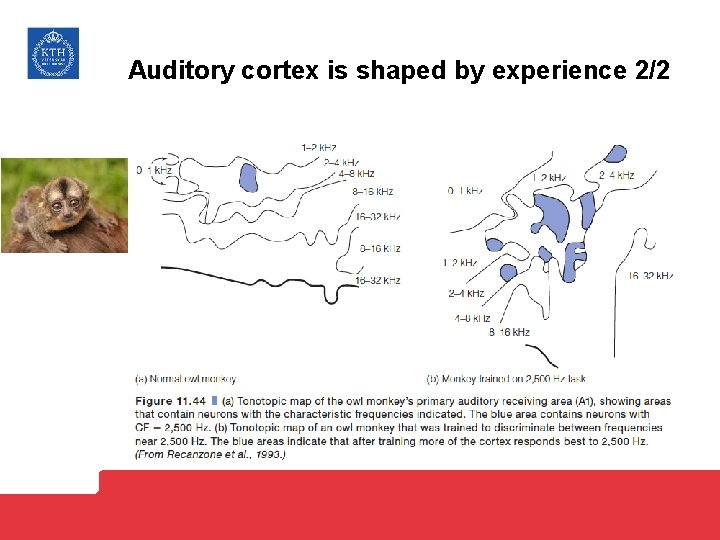 Auditory cortex is shaped by experience 2/2 