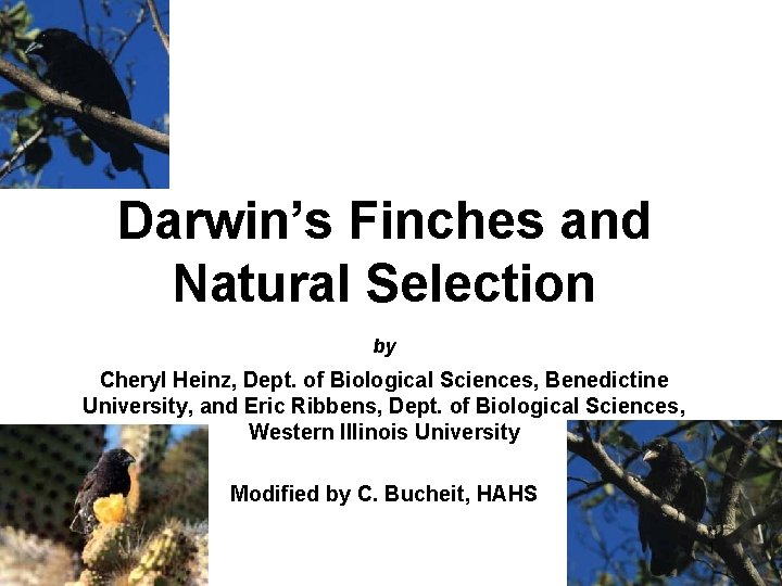 Darwin’s Finches and Natural Selection by Cheryl Heinz, Dept. of Biological Sciences, Benedictine University,