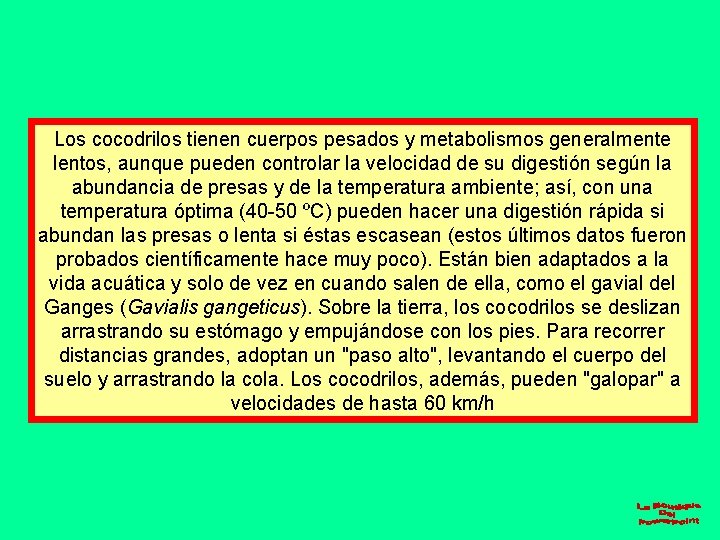 Los cocodrilos tienen cuerpos pesados y metabolismos generalmente lentos, aunque pueden controlar la velocidad