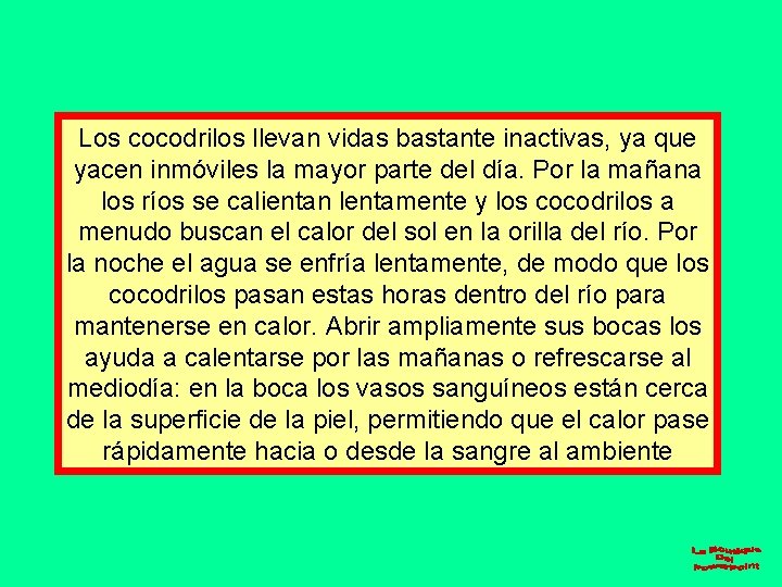 Los cocodrilos llevan vidas bastante inactivas, ya que yacen inmóviles la mayor parte del