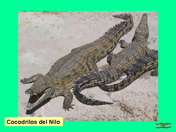 Cocodrilos del Nilo 