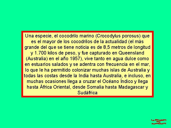 Una especie, el cocodrilo marino (Crocodylus porosus) que es el mayor de los cocodrilos
