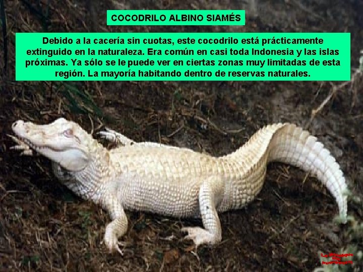 COCODRILO ALBINO SIAMÉS Debido a la cacería sin cuotas, este cocodrilo está prácticamente extinguido