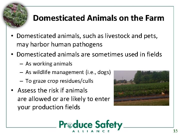 Domesticated Animals on the Farm • Domesticated animals, such as livestock and pets, may