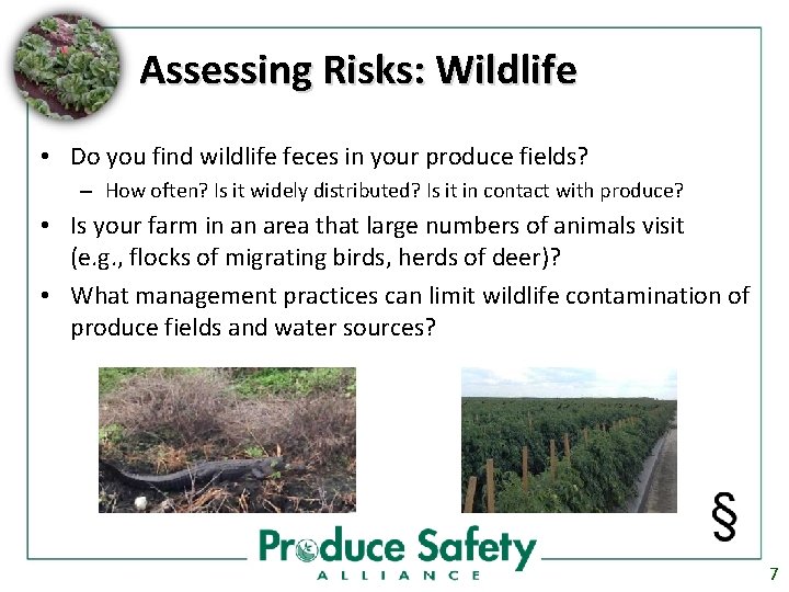 Assessing Risks: Wildlife • Do you find wildlife feces in your produce fields? –