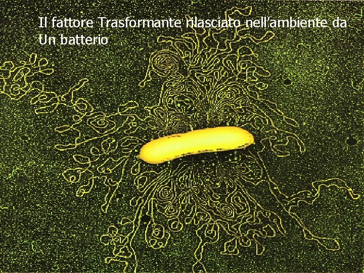 Il fattore Trasformante rilasciato nell’ambiente da Un batterio 