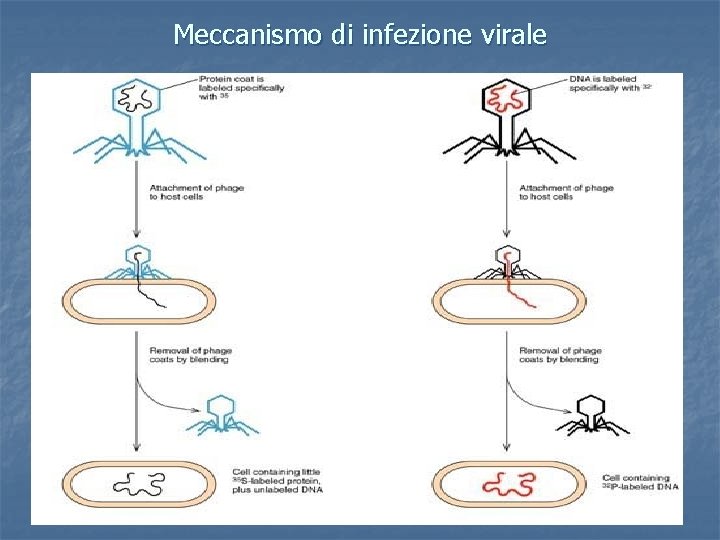 Meccanismo di infezione virale 