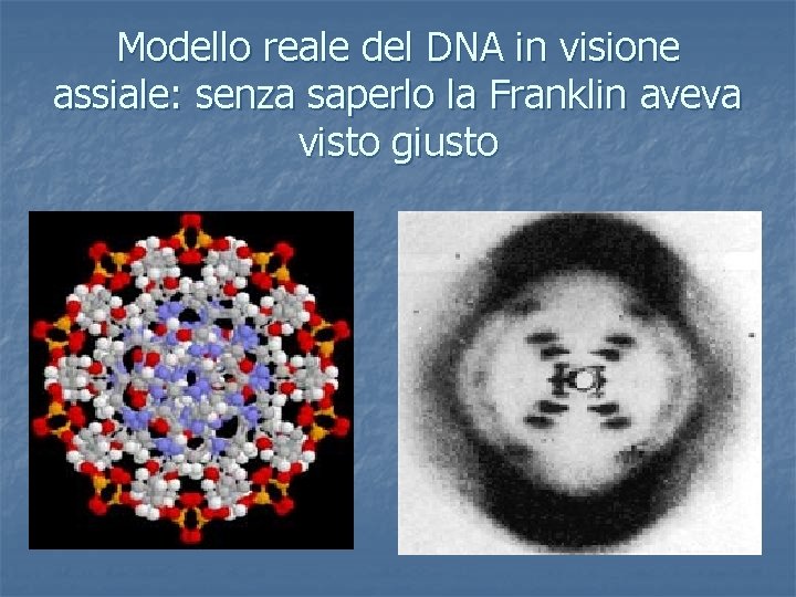 Modello reale del DNA in visione assiale: senza saperlo la Franklin aveva visto giusto