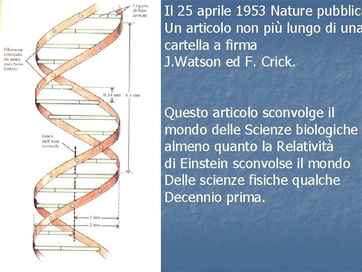 Il 25 aprile 1953 Nature pubblica Un articolo non più lungo di una cartella