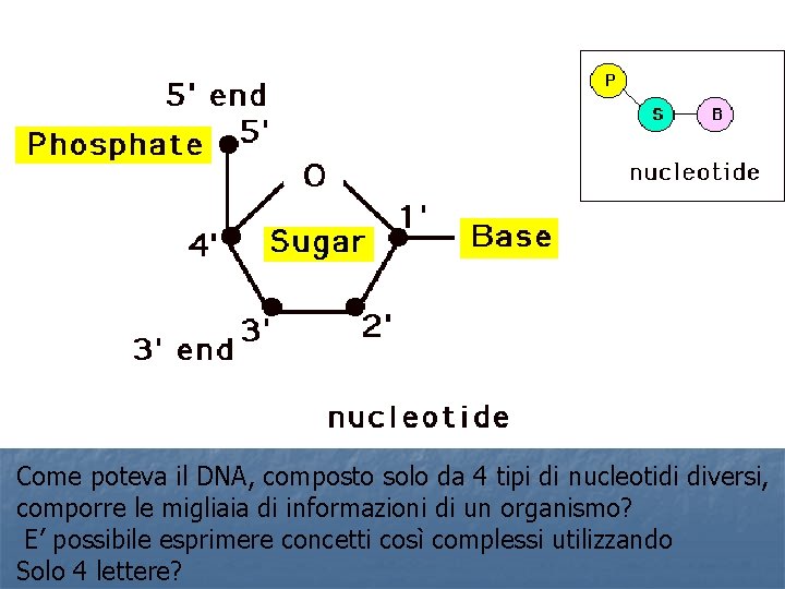 Come poteva il DNA, composto solo da 4 tipi di nucleotidi diversi, comporre le