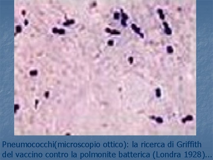 Pneumococchi(microscopio ottico): la ricerca di Griffith del vaccino contro la polmonite batterica (Londra 1928).