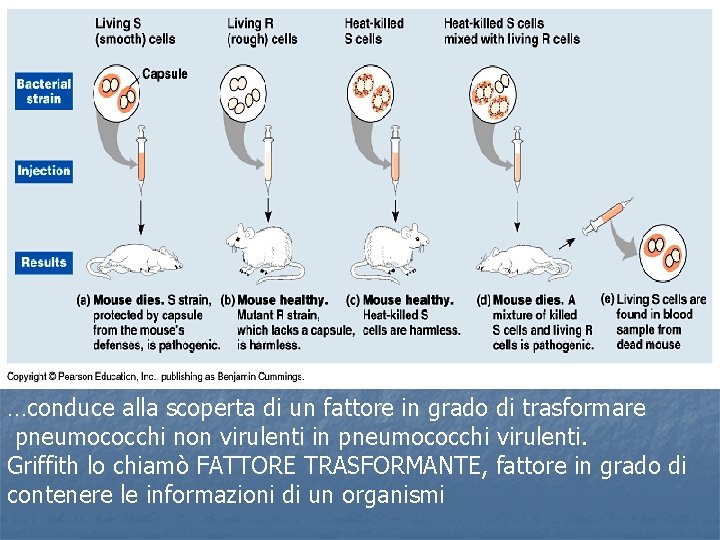 …conduce alla scoperta di un fattore in grado di trasformare pneumococchi non virulenti in