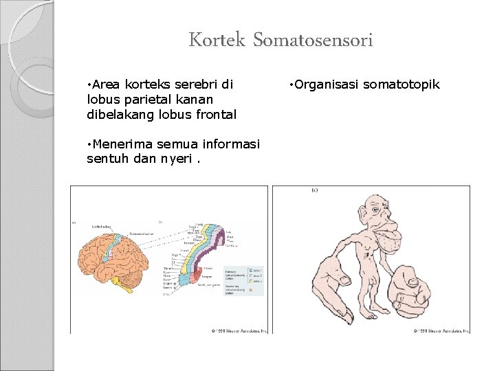 Kortek Somatosensori • Area korteks serebri di lobus parietal kanan dibelakang lobus frontal •