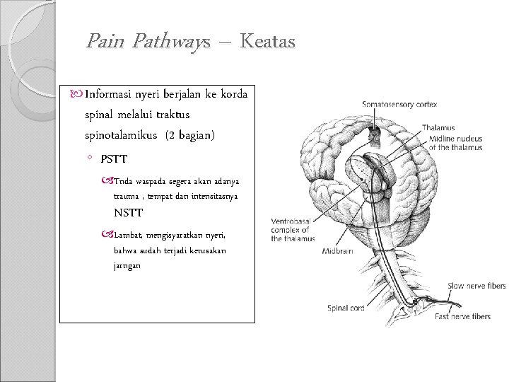 Pain Pathways – Keatas Informasi nyeri berjalan ke korda spinal melalui traktus spinotalamikus (2