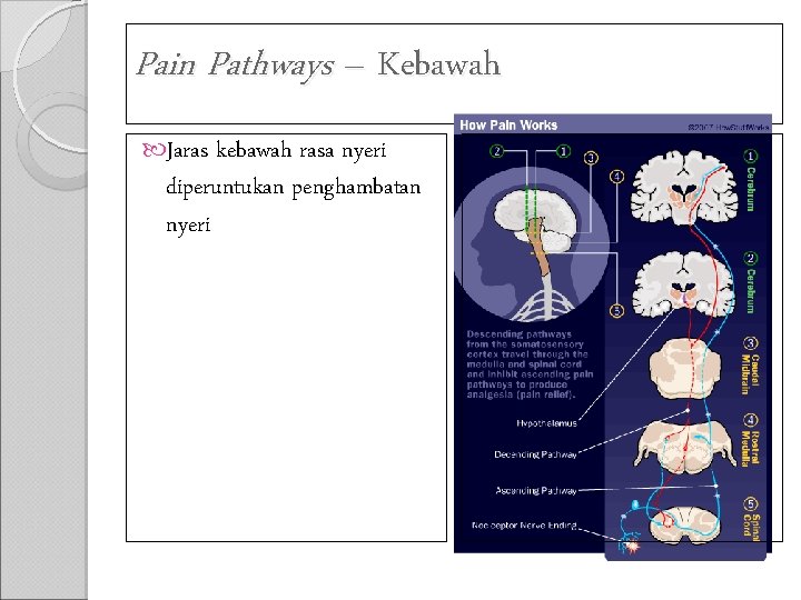 Pain Pathways – Kebawah Jaras kebawah rasa nyeri diperuntukan penghambatan nyeri 