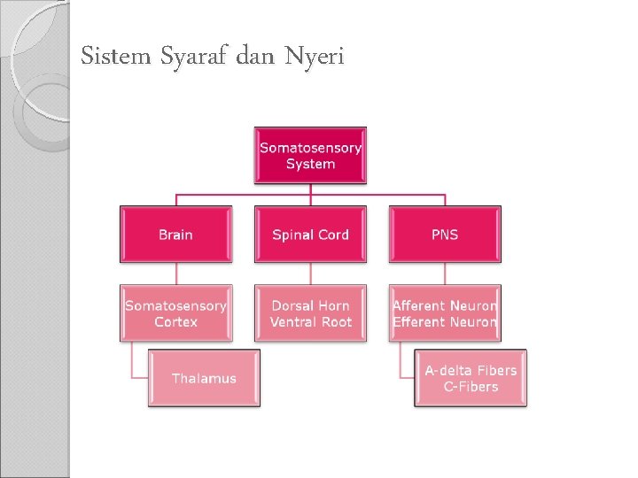 Sistem Syaraf dan Nyeri 