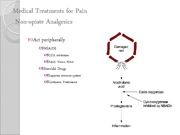 Medical Treatments for Pain Non-opiate Analgesics Act peripherally NSAIDS COX inhibitors Advil, Vioxx, Aleve