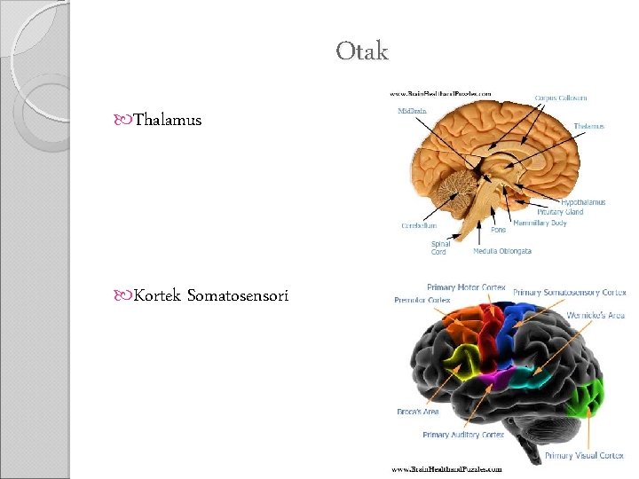 Otak Thalamus Kortek Somatosensori 