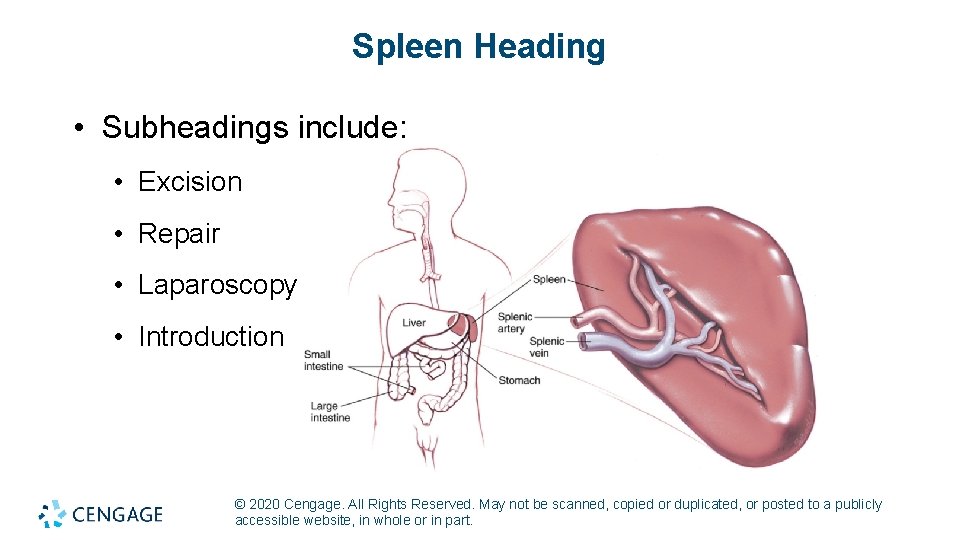 Spleen Heading • Subheadings include: • Excision • Repair • Laparoscopy • Introduction ©