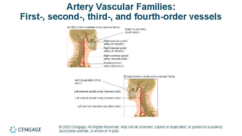 Artery Vascular Families: First-, second-, third-, and fourth-order vessels © 2020 Cengage. All Rights