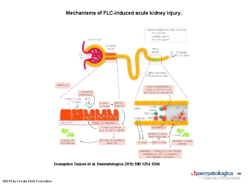 Mechanisms of FLC-induced acute kidney injury. Evangelos Terpos et al. Haematologica 2015; 100: 1254