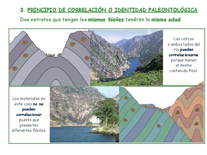 3. PRINCIPIO DE CORRELACIÓN O IDENTIDAD PALEONTOLÓGICA Dos estratos que tengan los mismos fósiles