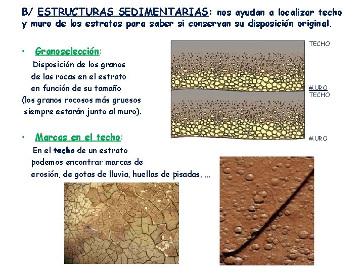 B/ ESTRUCTURAS SEDIMENTARIAS: nos ayudan a localizar techo y muro de los estratos para