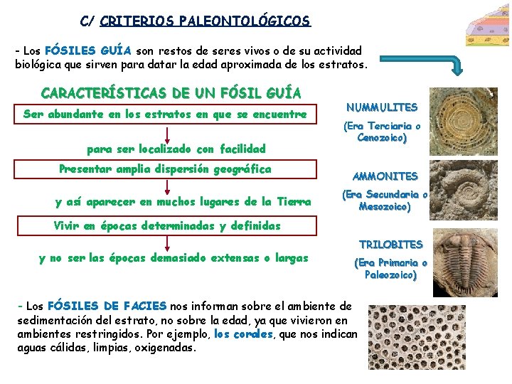 C/ CRITERIOS PALEONTOLÓGICOS - Los FÓSILES GUÍA son restos de seres vivos o de