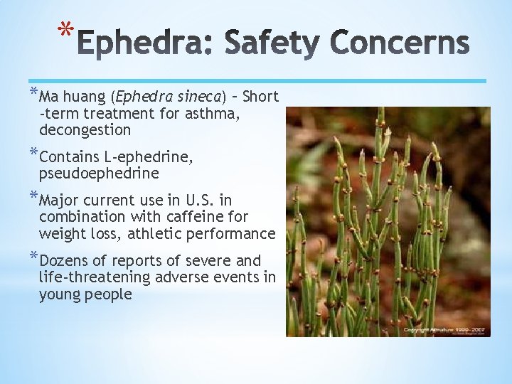 * *Ma huang (Ephedra sineca) – Short -term treatment for asthma, decongestion *Contains L-ephedrine,