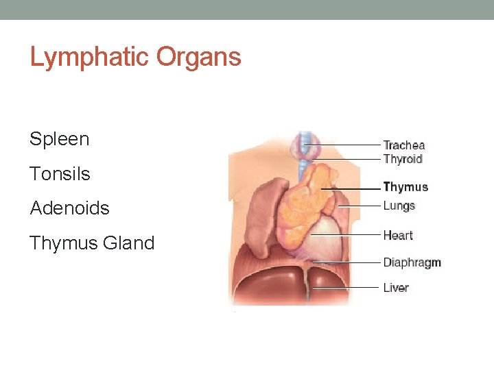 Lymphatic Organs Spleen Tonsils Adenoids Thymus Gland 