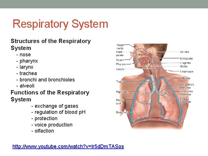 Respiratory System Structures of the Respiratory System - nose - pharynx - larynx -
