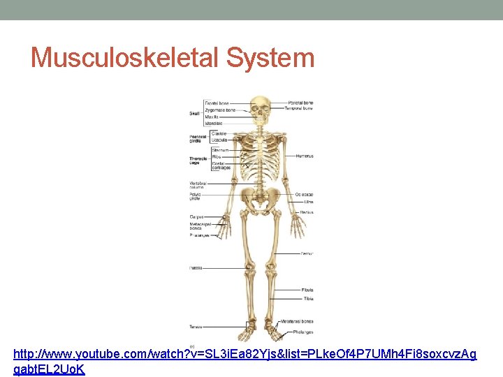 Musculoskeletal System http: //www. youtube. com/watch? v=SL 3 i. Ea 82 Yjs&list=PLke. Of 4
