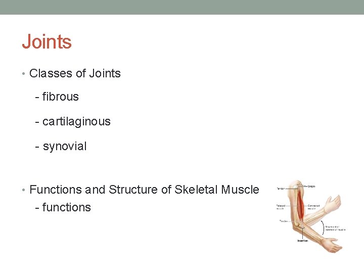 Joints • Classes of Joints - fibrous - cartilaginous - synovial • Functions and