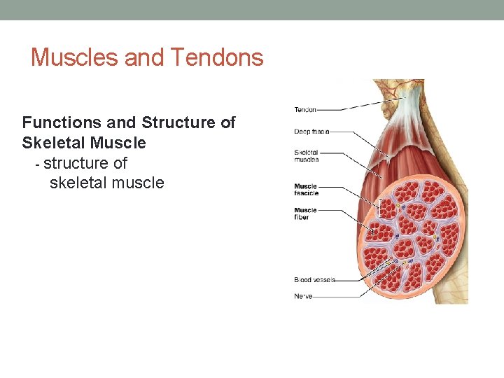 Muscles and Tendons Functions and Structure of Skeletal Muscle - structure of skeletal muscle