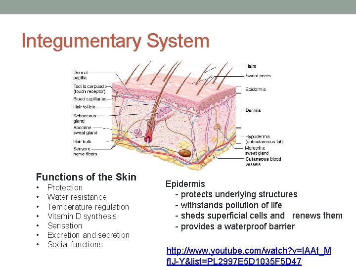 Integumentary System Functions of the Skin • • Protection Water resistance Temperature regulation Vitamin