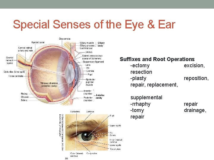 Special Senses of the Eye & Ear Suffixes and Root Operations -ectomy excision, resection