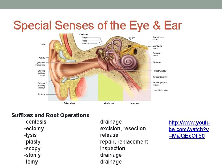 Special Senses of the Eye & Ear Suffixes and Root Operations -centesis -ectomy -lysis