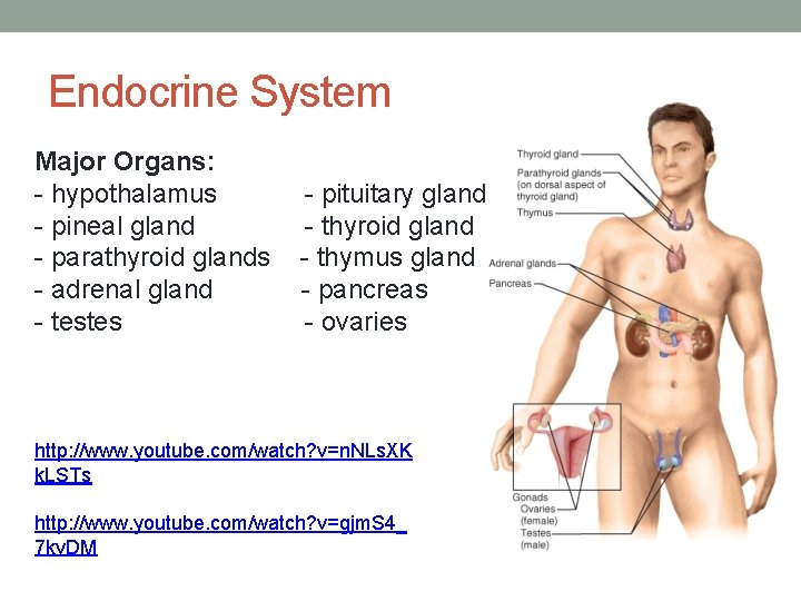 Endocrine System Major Organs: - hypothalamus - pineal gland - parathyroid glands - adrenal