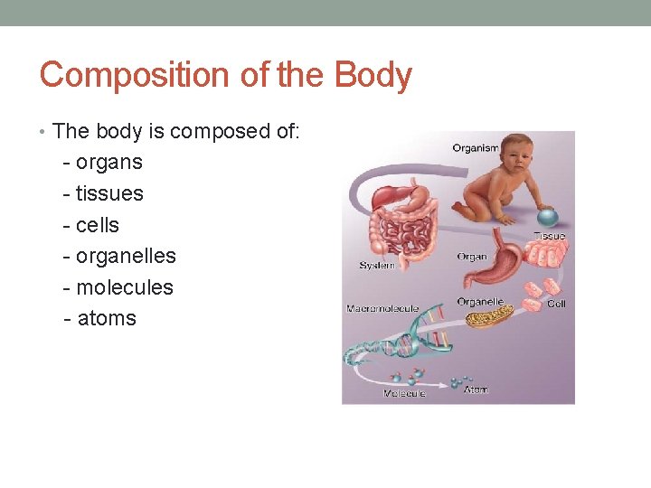 Composition of the Body • The body is composed of: - organs - tissues